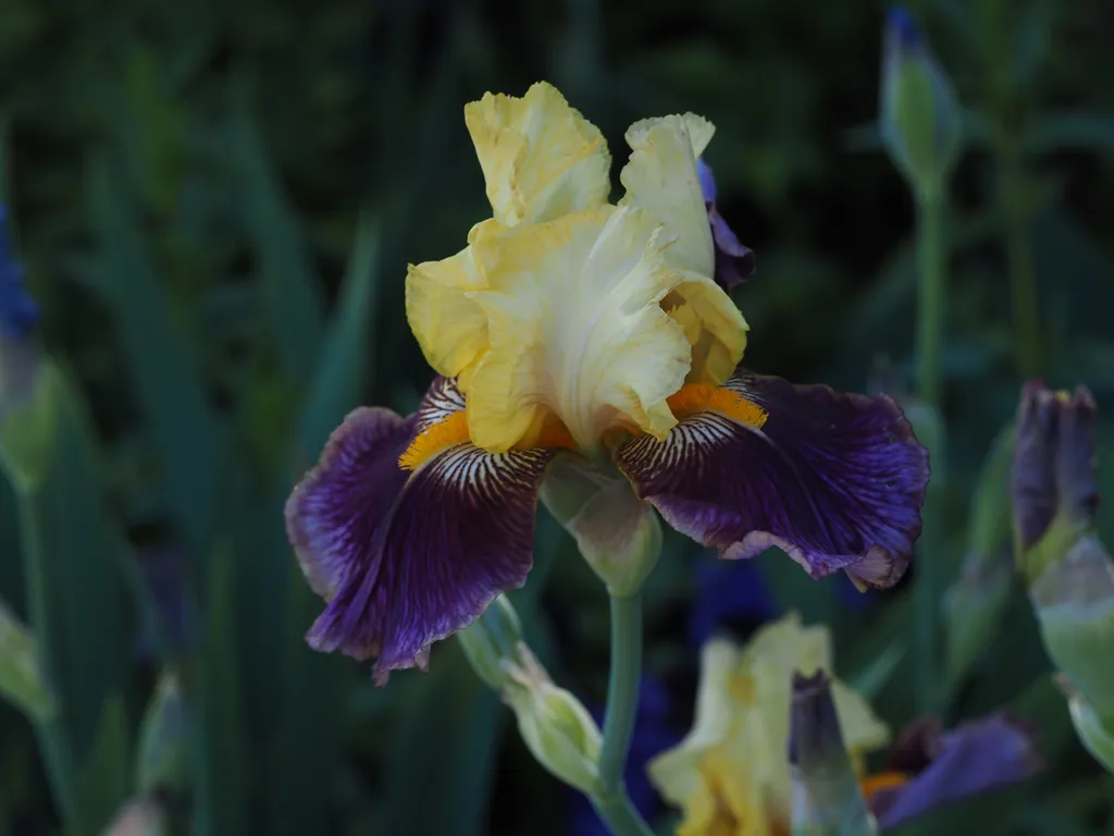 multicoloured irises