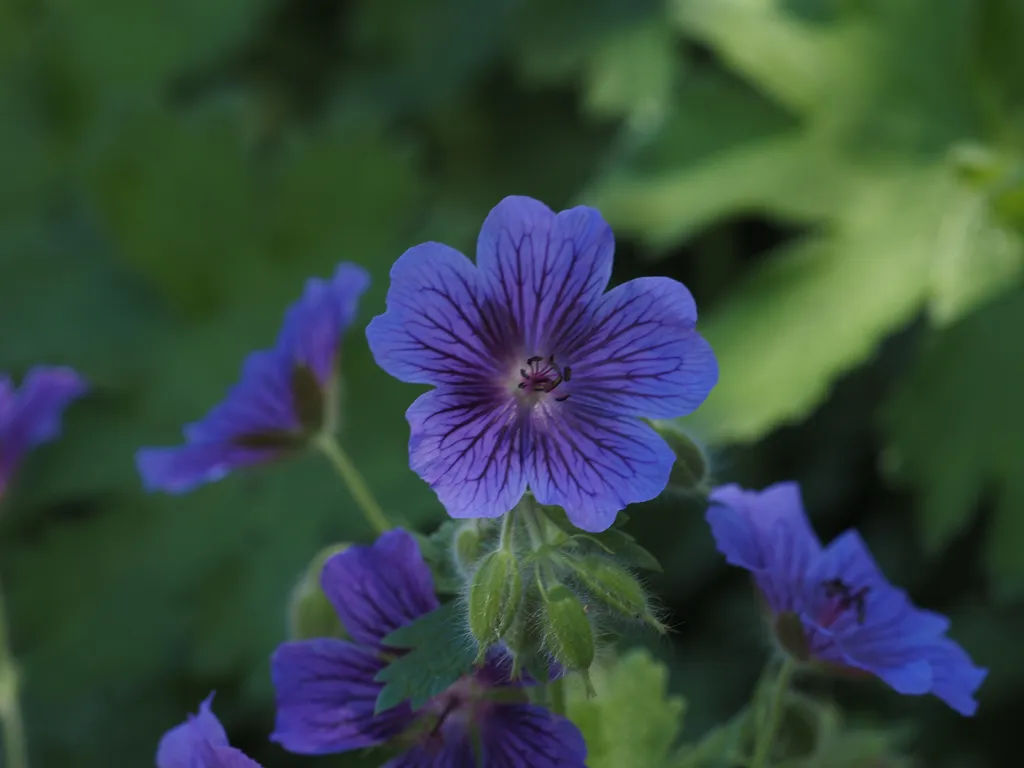 purple flowers with darker purple veins