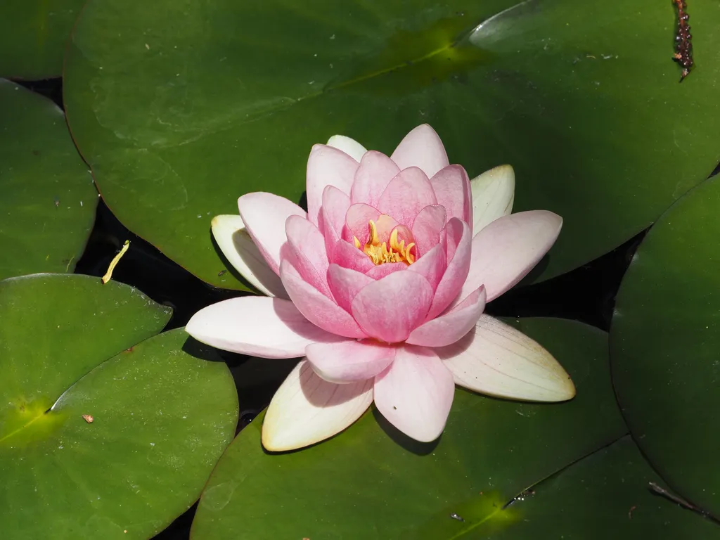 a lotus flower in an artificial pond