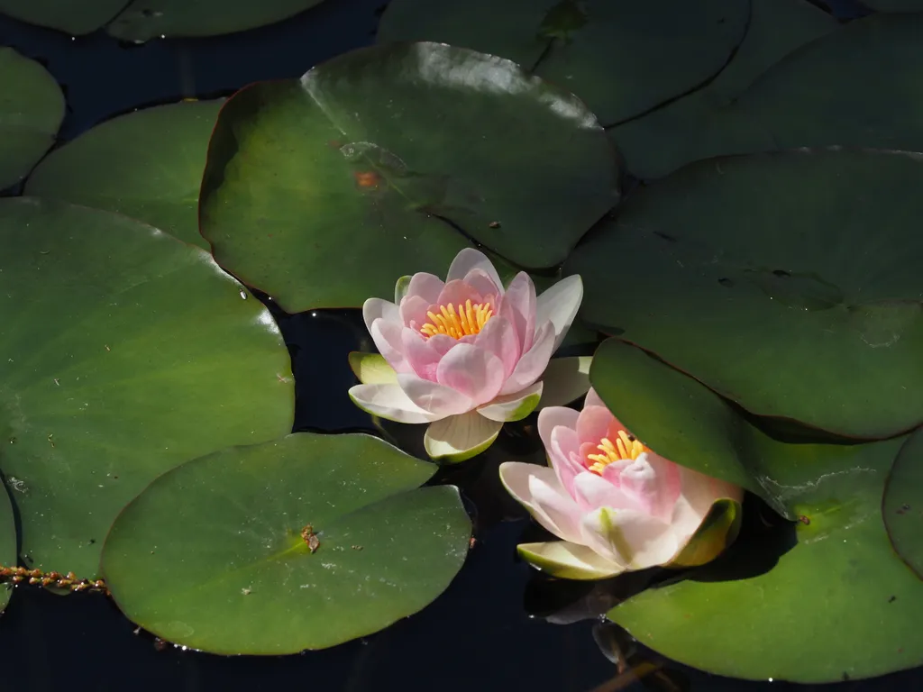 a lotus flower in an artificial pond