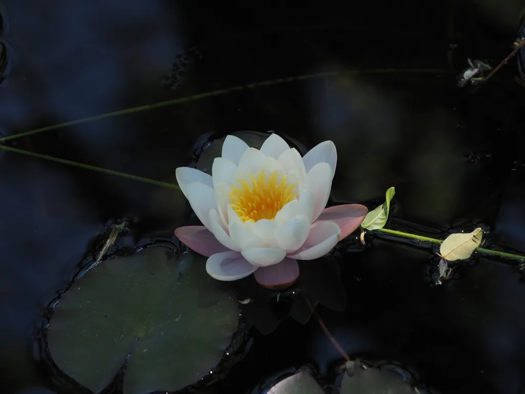 a lotus flower in an artificial pond