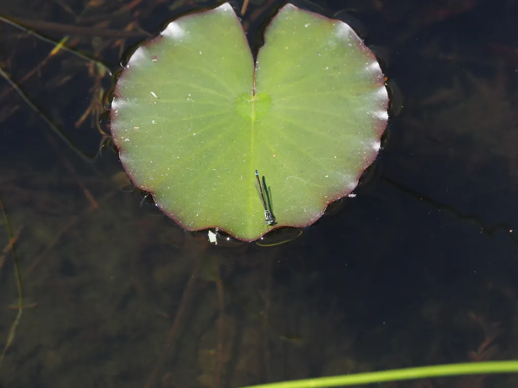 a damselfly on a lilypad