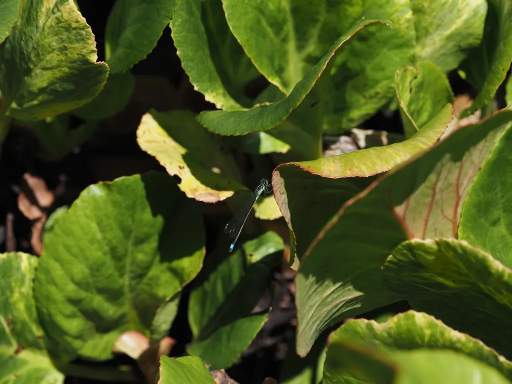 a damselffly resting on a leaf