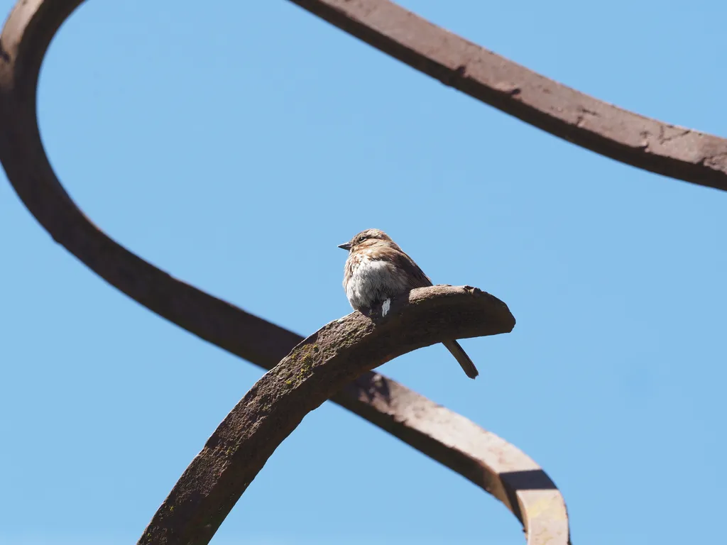 a small brown bird on a meta sculpture