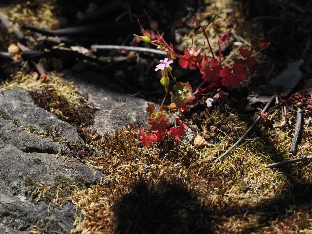 a pink flower growing from a rock