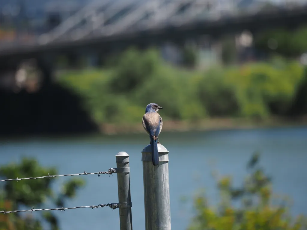 a bird on a barbed wire fence