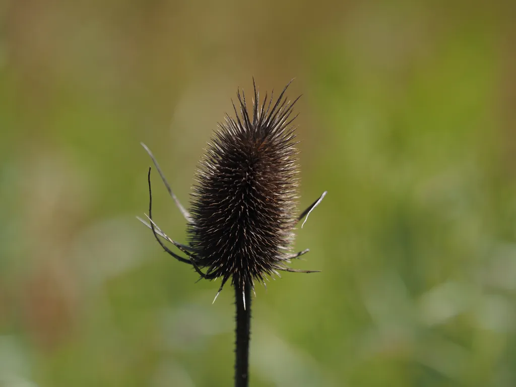 a plant with a tall spiky cone on its end