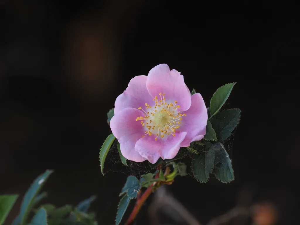 a pink flower on a branch