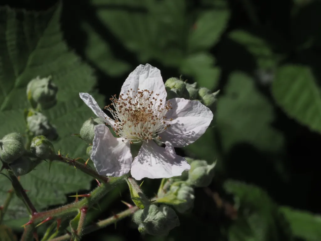 a white flower