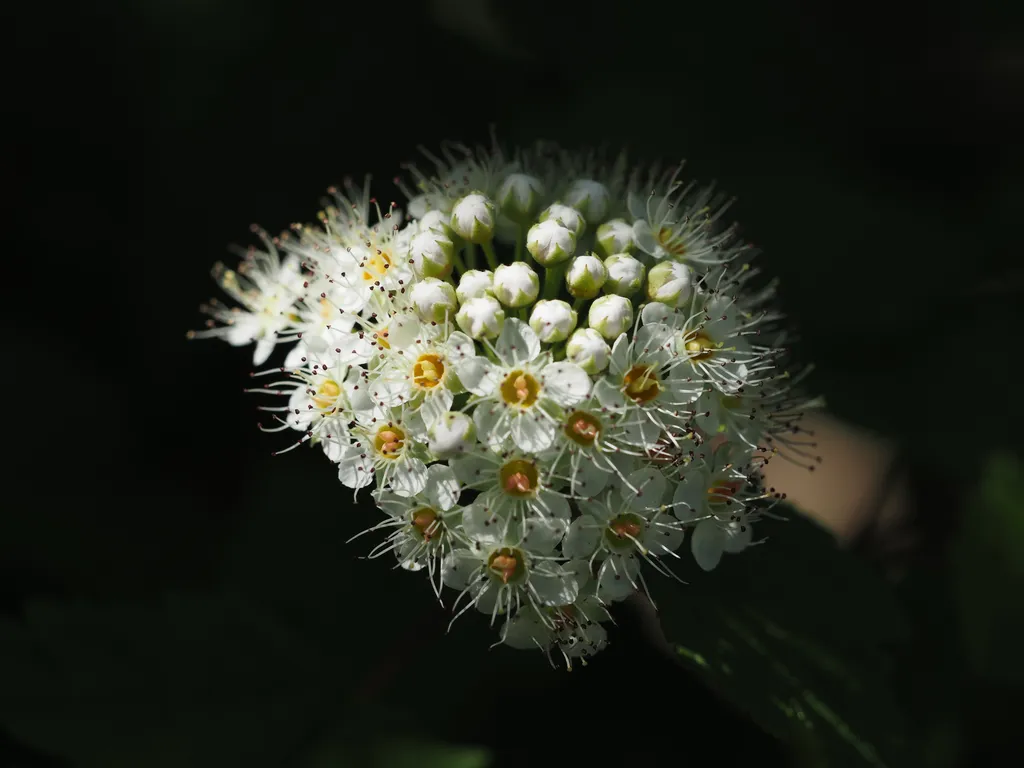 tiny white flowers