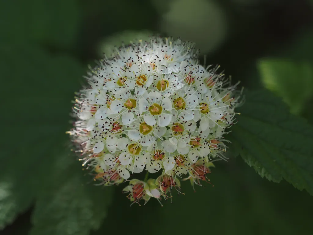 tiny white flowers