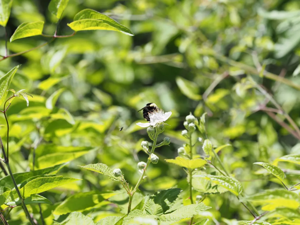 a bee visiting a flower