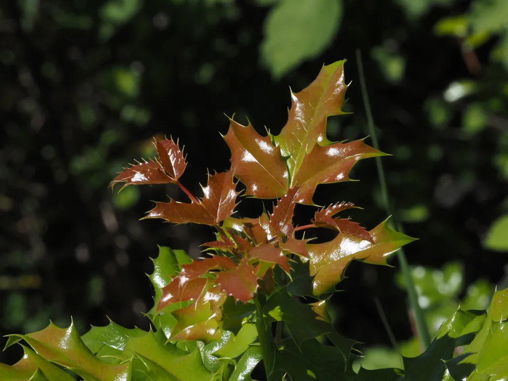 a plant with shiny leaves