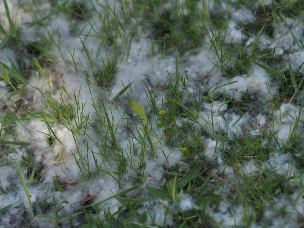 grass poking out of fallen white seeds