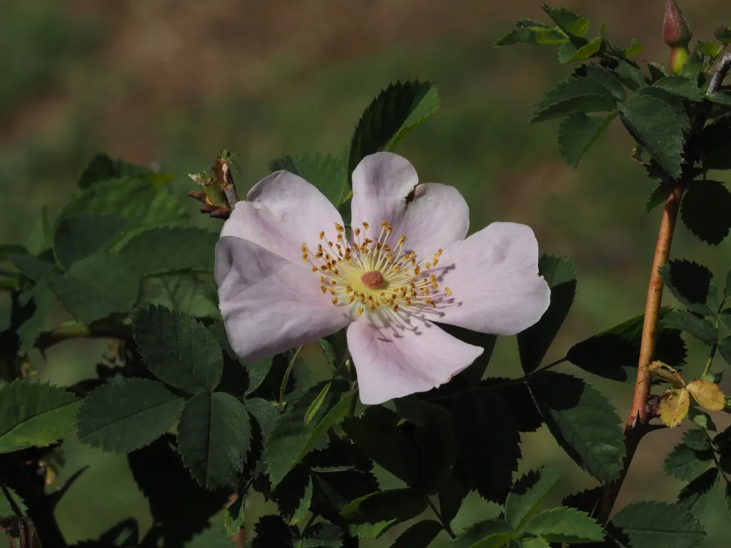 a pink flower