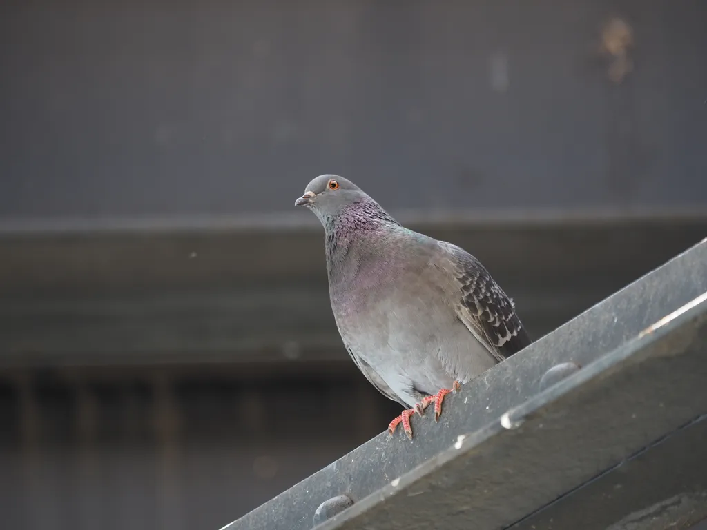 a pigeon on a bridge