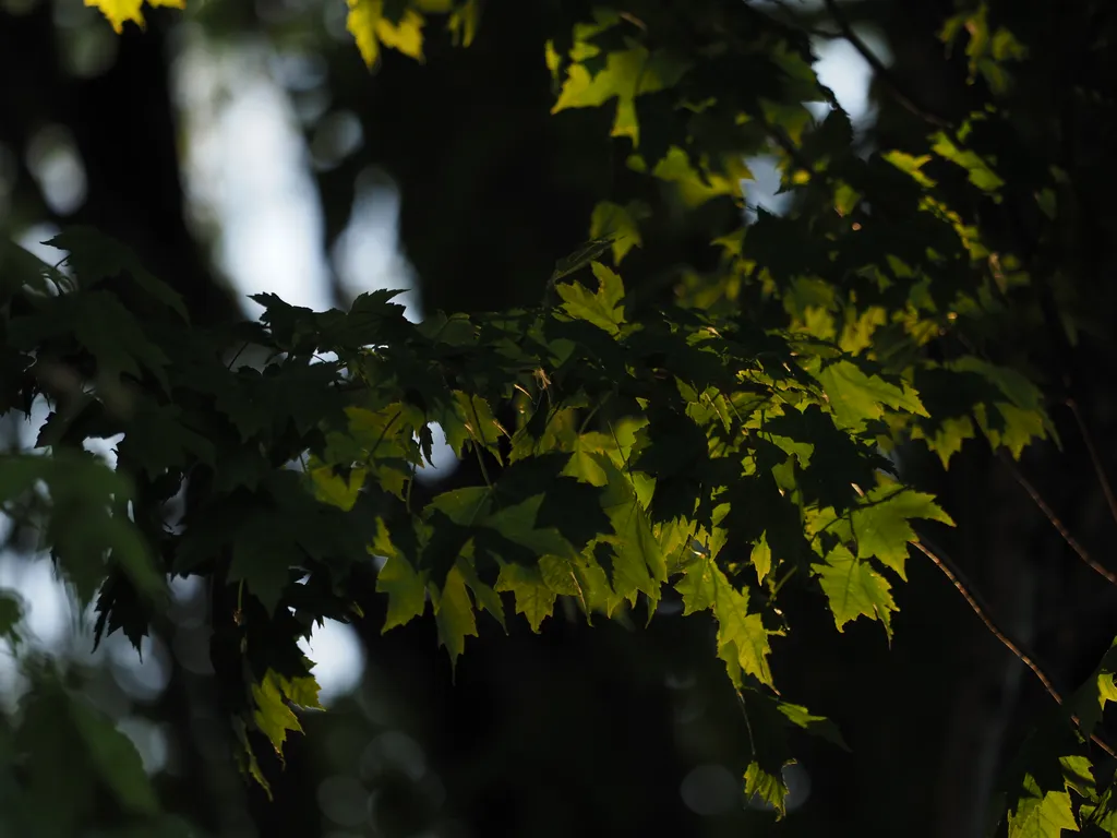 maple leaves in the sun