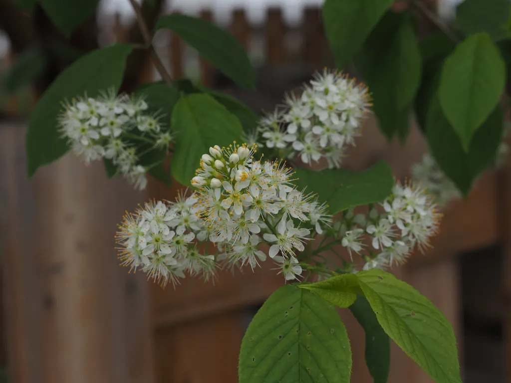 a tree with white flowers