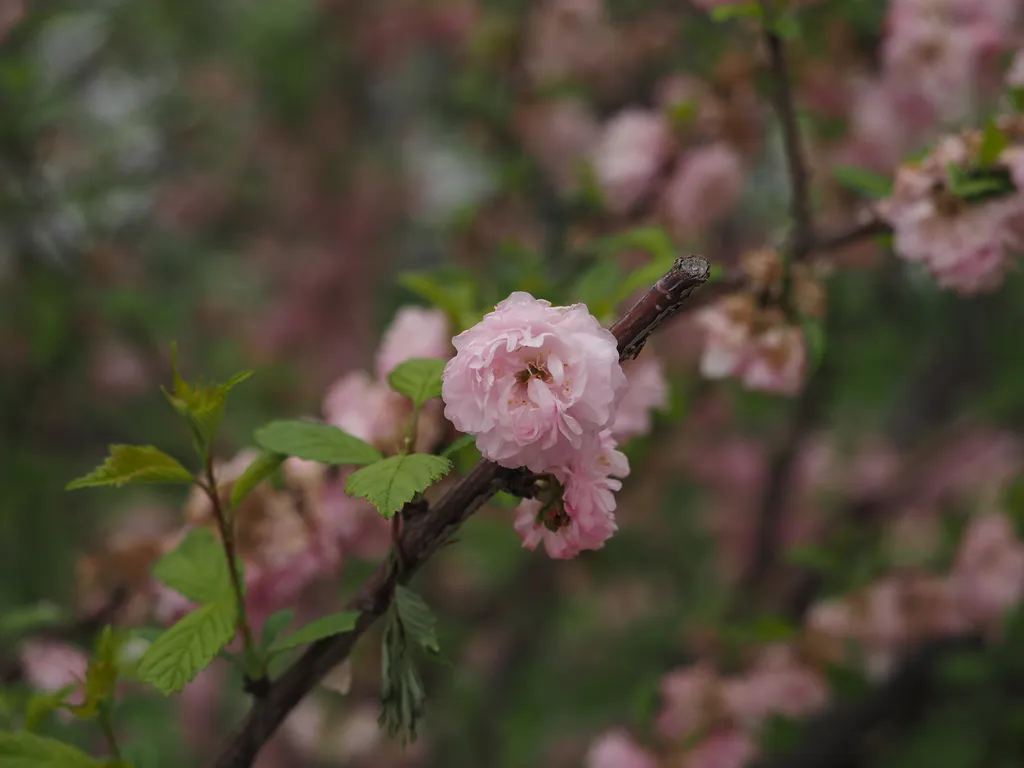 a tree full of pink flowers