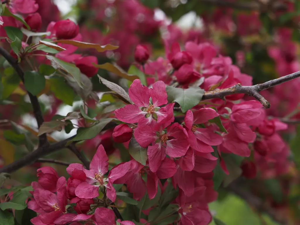 pink-red flowers on a tree