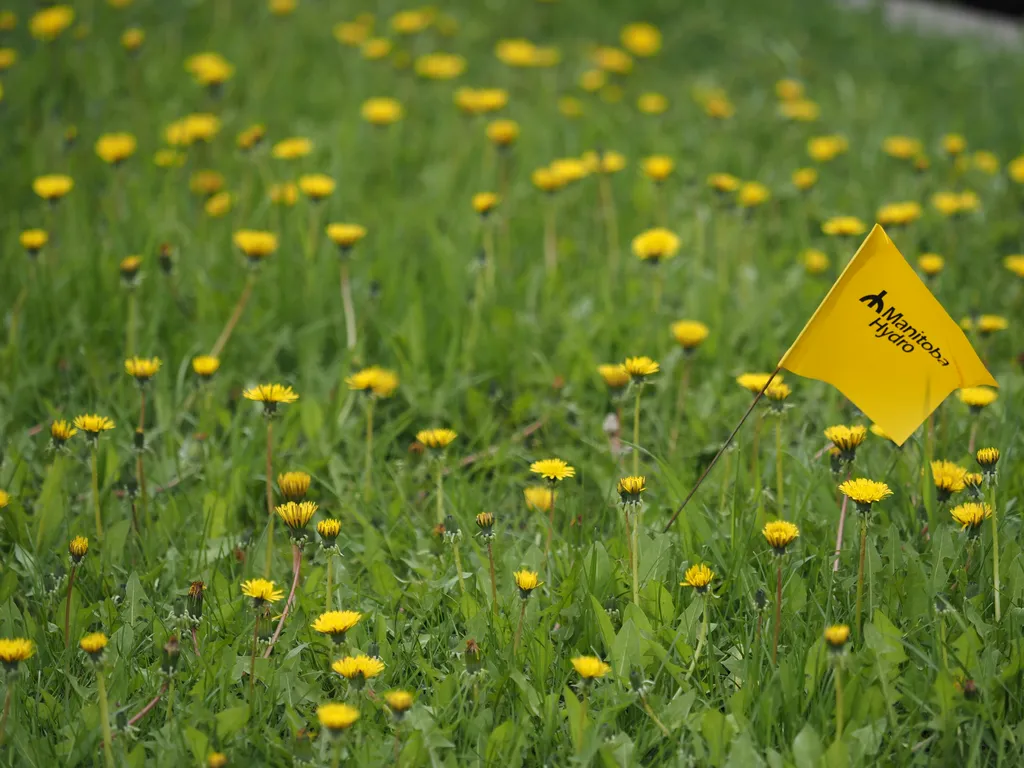 a hydro flag surrounded by blooming dandelions