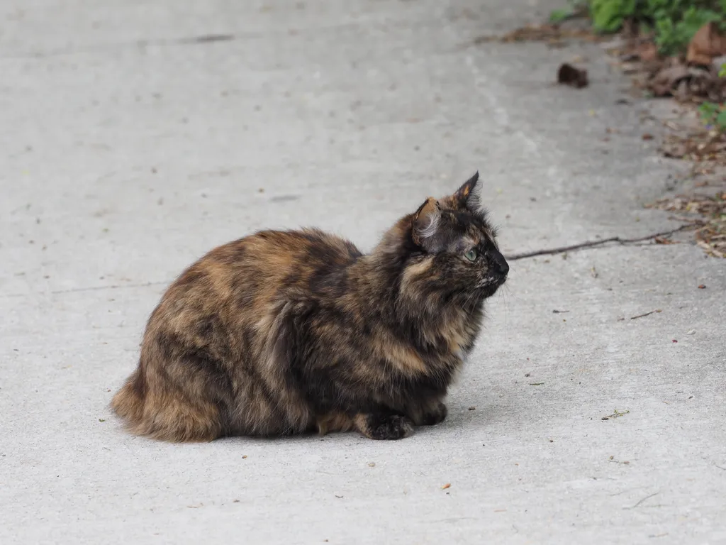 a cat sitting on a sidewalk