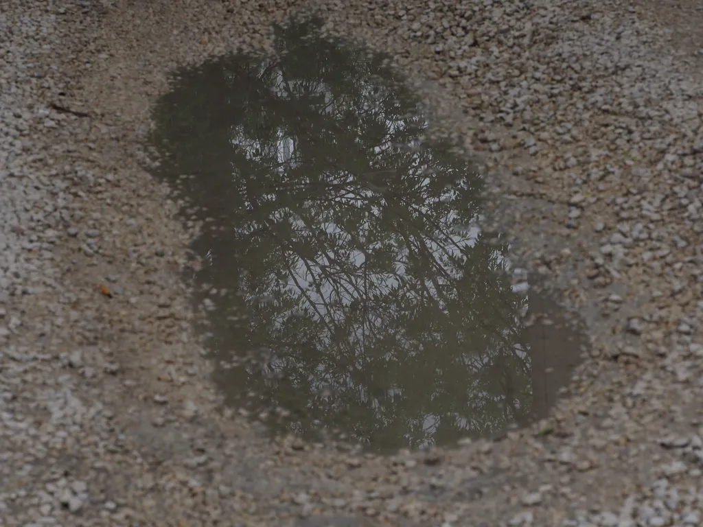 leafy branches reflected in a puddle