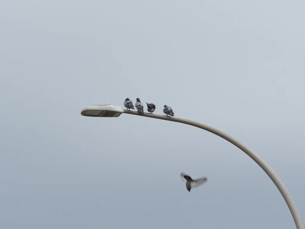 a blur as a pigeon takes off from a streetlight that four other pigeons are sitting on