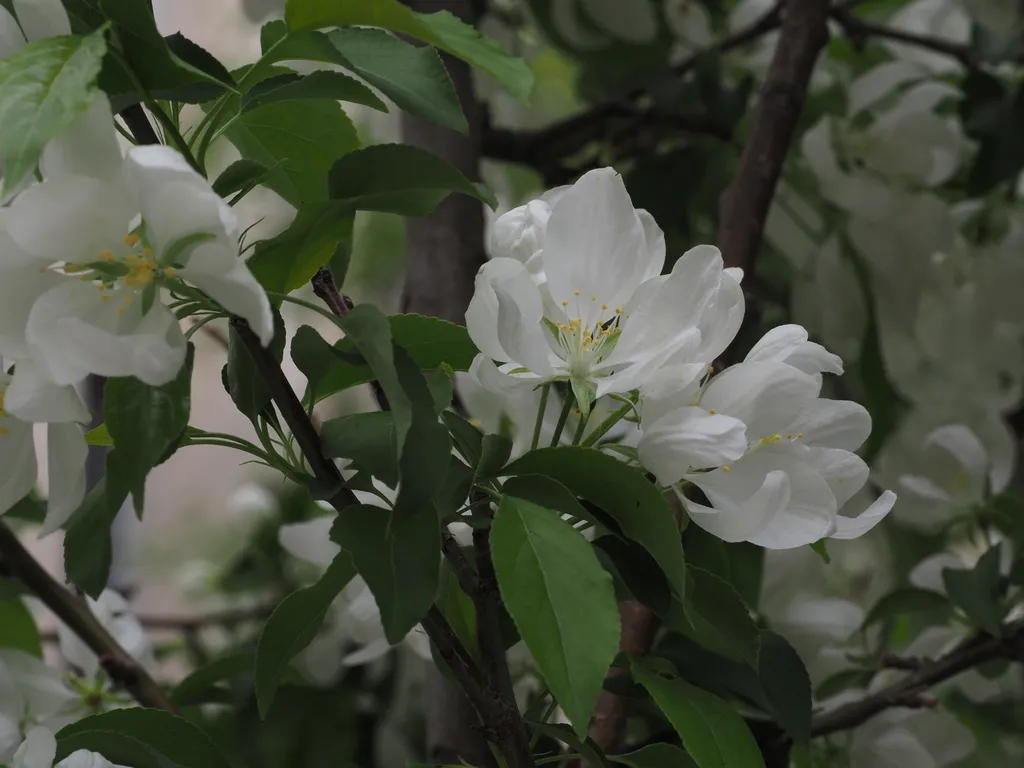 a tree full of white flowers