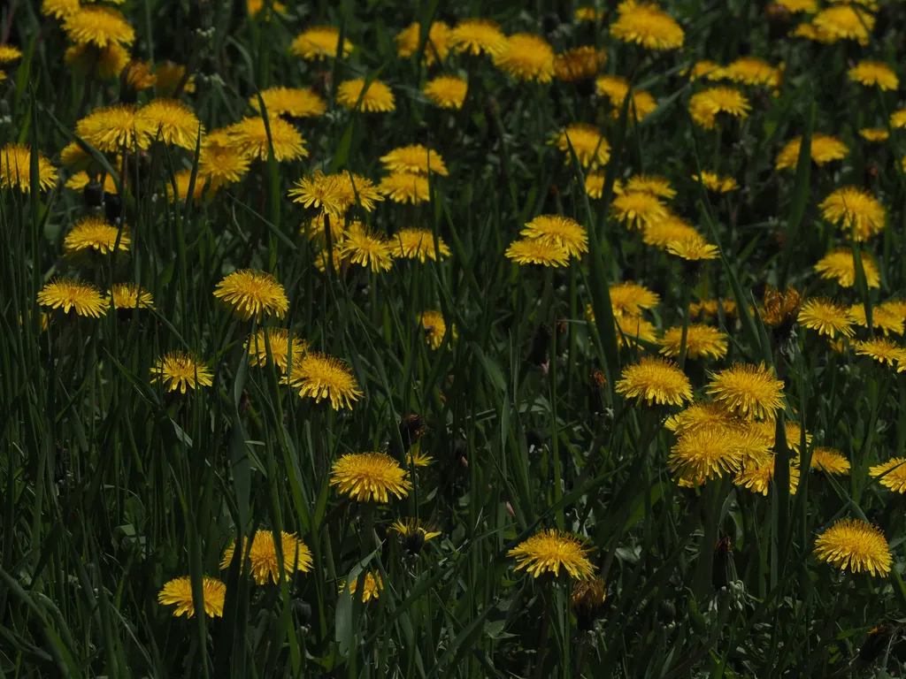 flowering dandelions