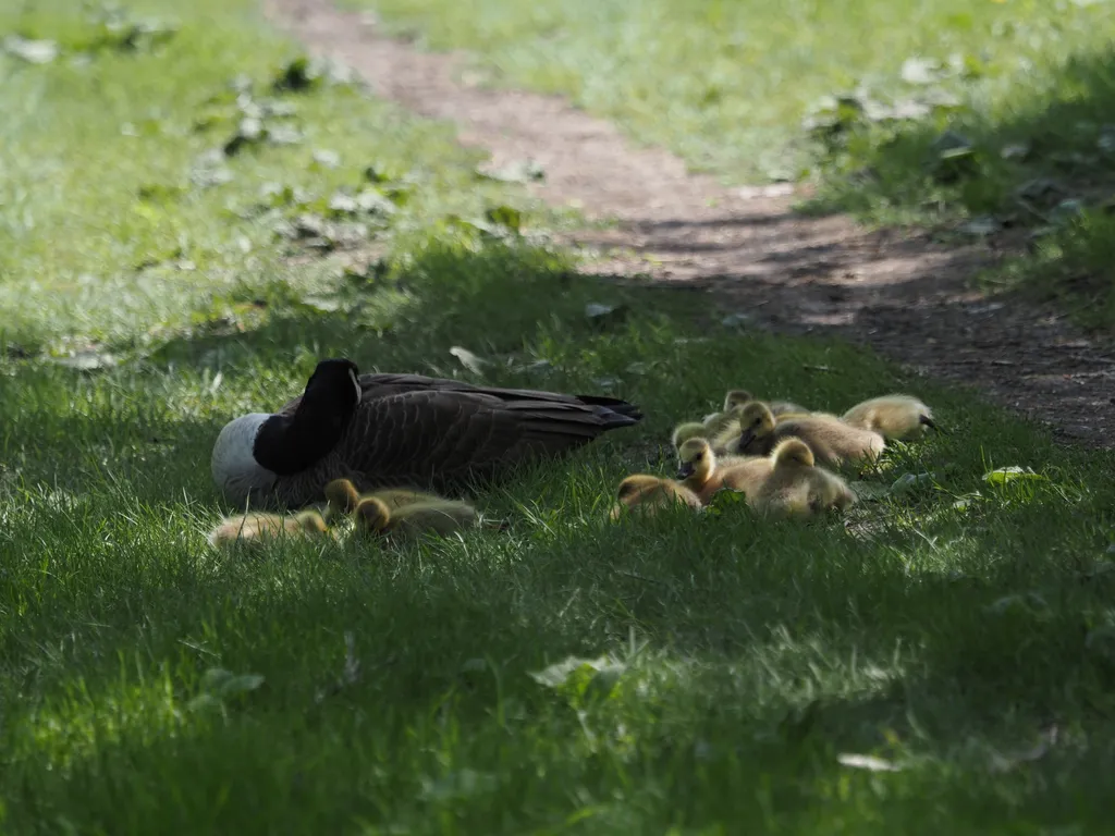 a goose and their goslings resting by a dirt path