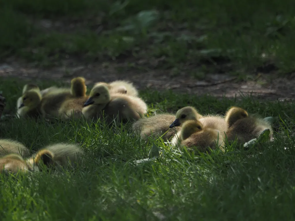 a goose and their goslings resting by a dirt path