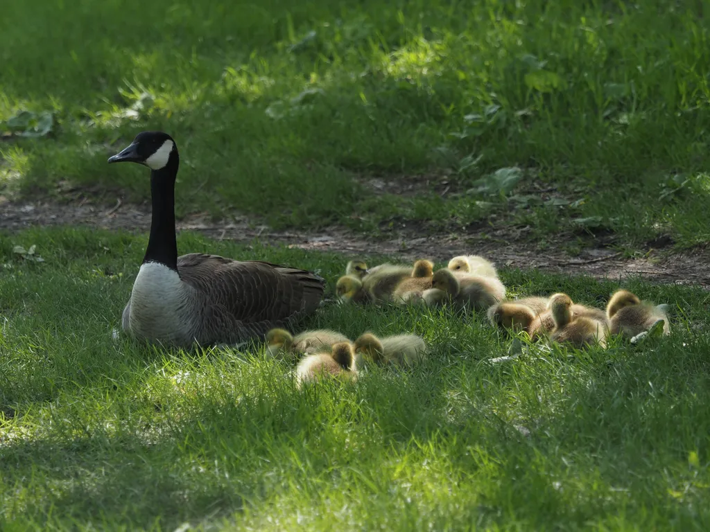 a goose and their goslings resting by a dirt path