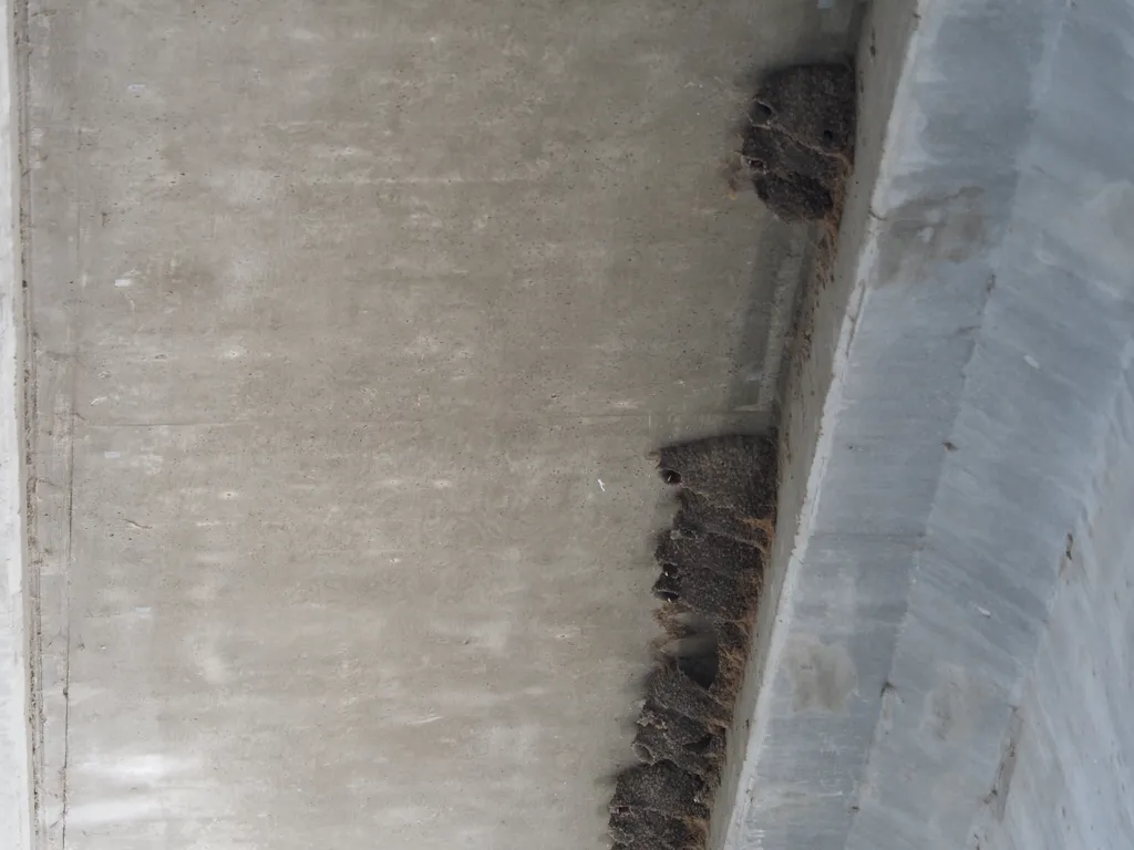 cliff swallows poking their beaks out of their nests