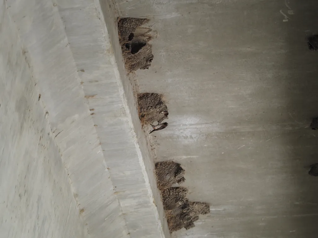 cliff swallows visiting their nests