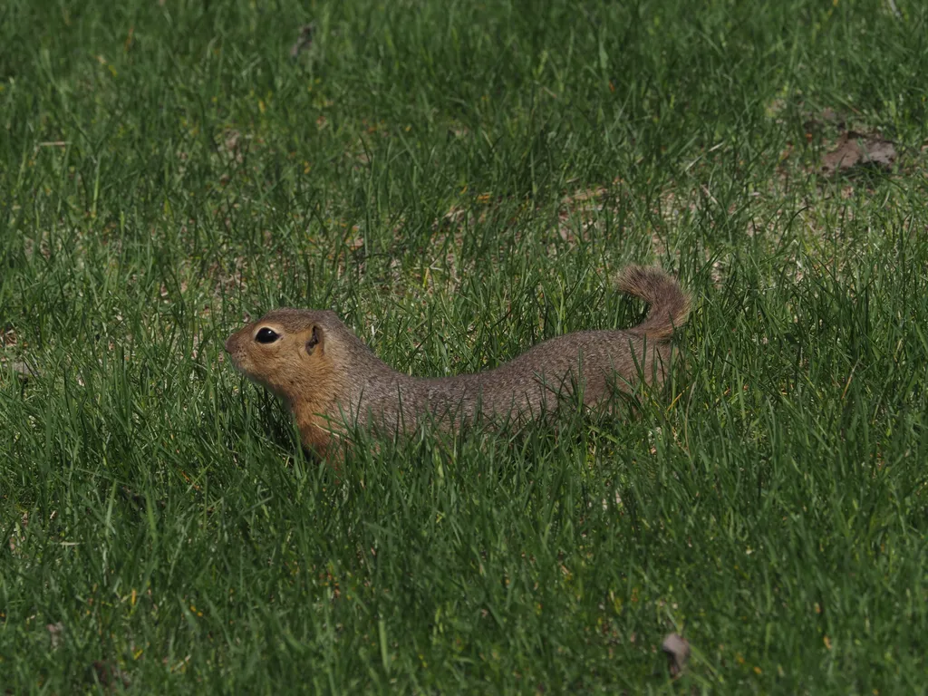 a ground squirrel in a field