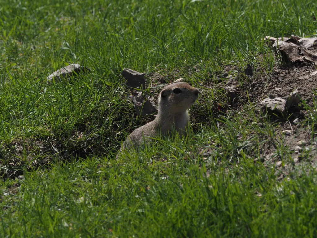 a ground squirrel poking their head out of a hole