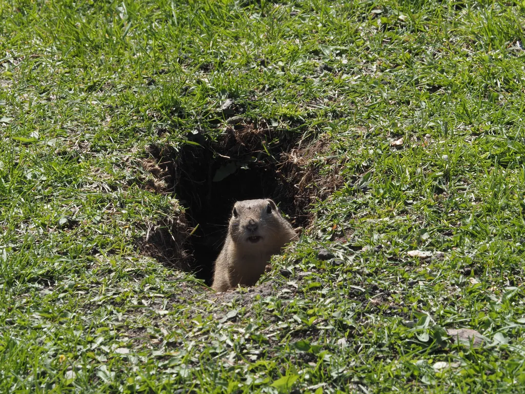 a ground squirrel poking their head out of a hole