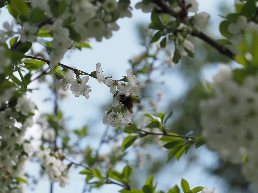 a bumble bee visiting a flowering tree