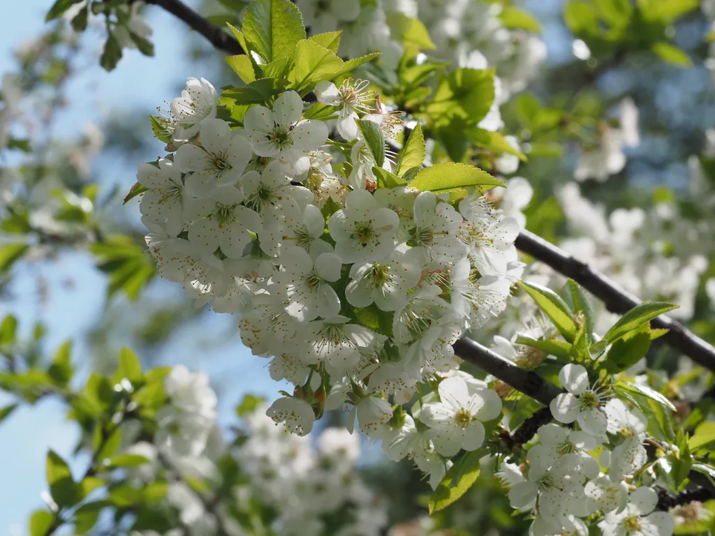 a flowering tree