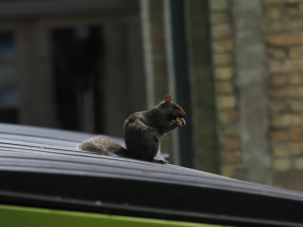 a squirrel eating on a dumpster