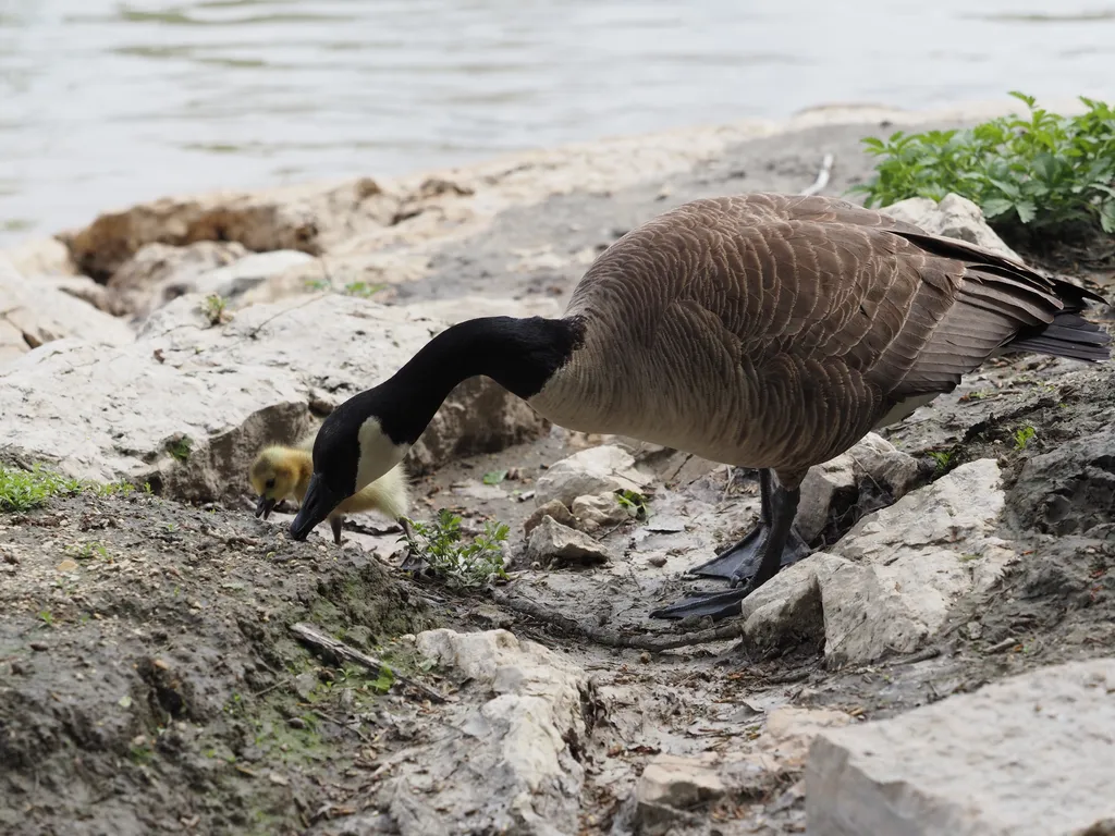 a goose and their gosling eating