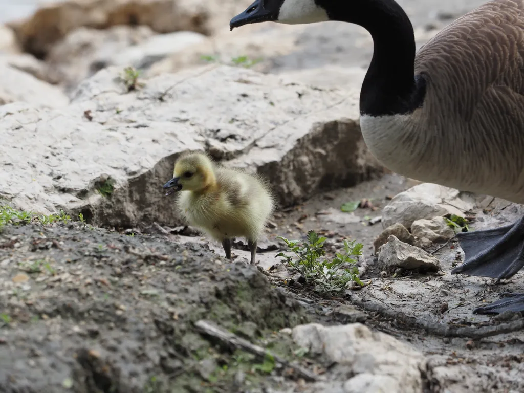 a goose and their gosling eating