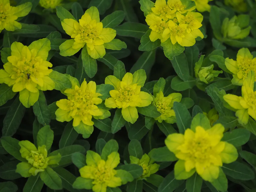 yellow flowers