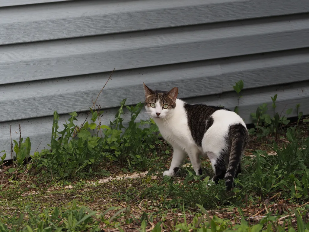 a wary cat