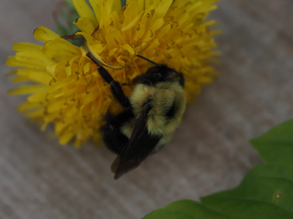 a close-up of a sleepy bee