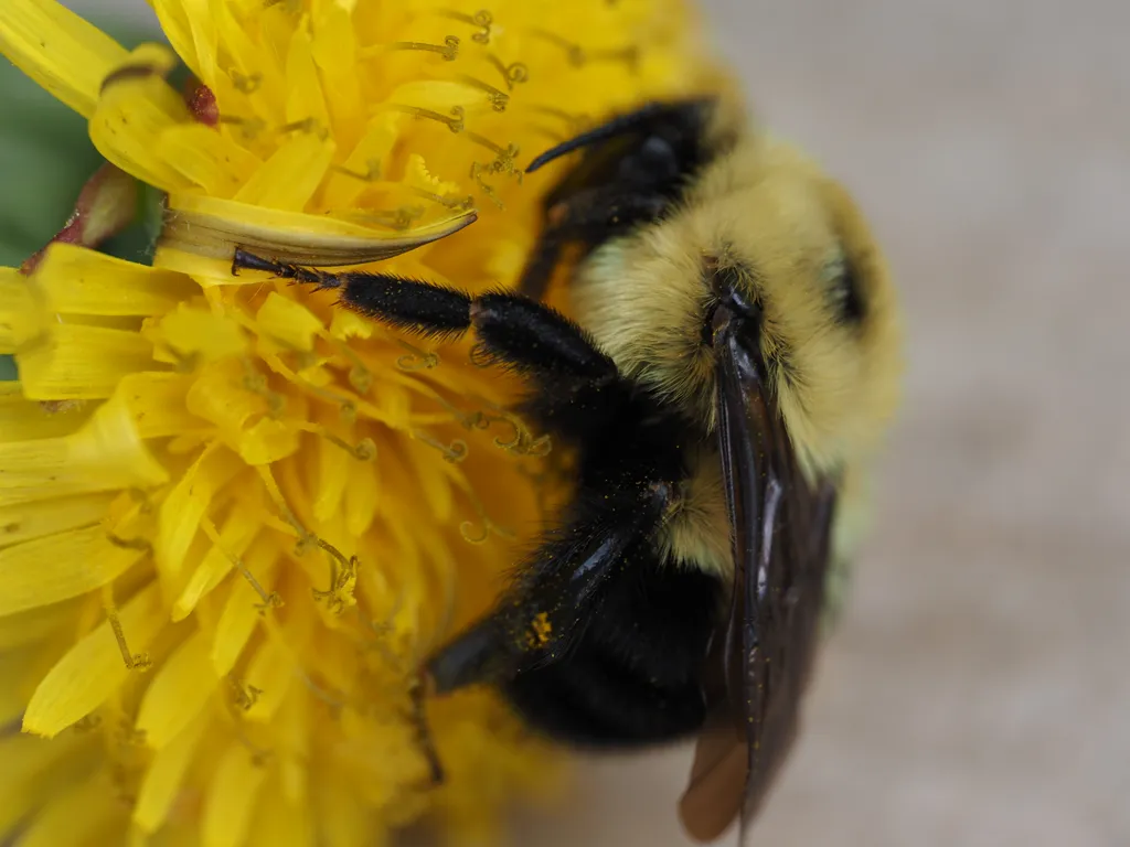 a close-up of a sleepy bee