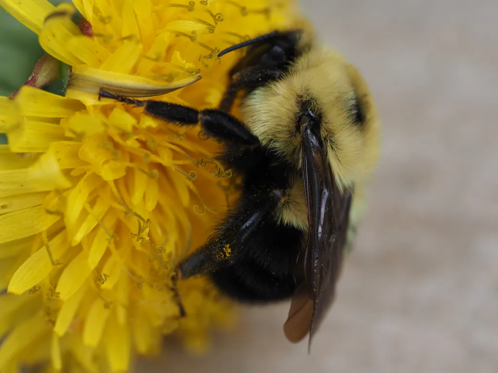 a close-up of a sleepy bee