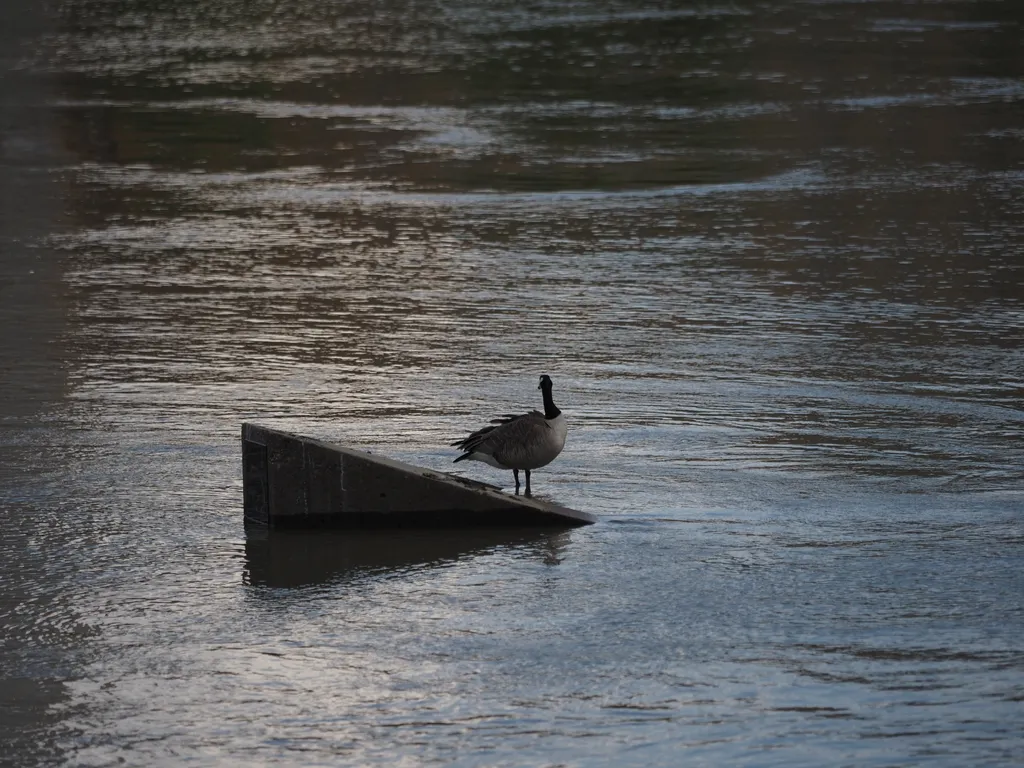 a goose on a platform sticking out of a river