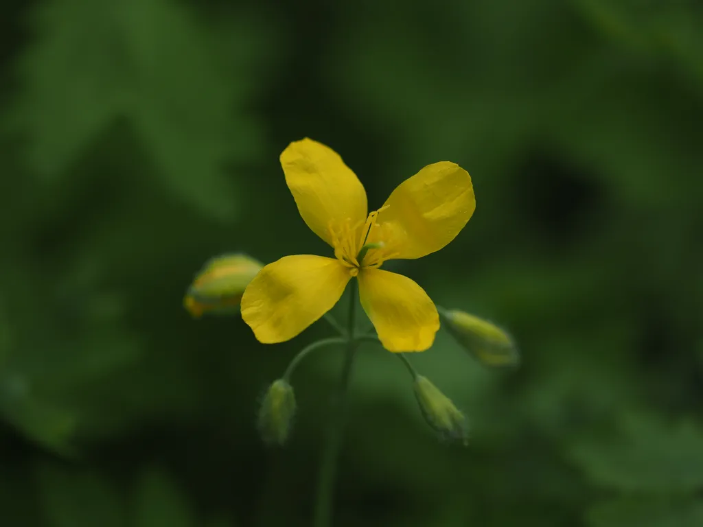 a yellow flower with four petals